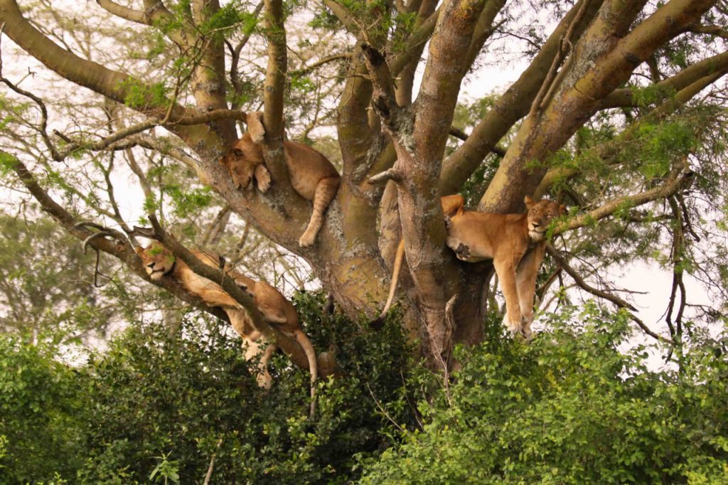 tree climbing lions in Queen Elizabeth National Park 1