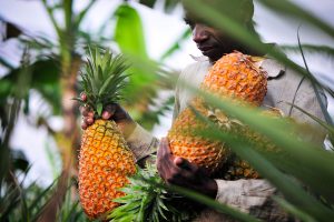 Uganda pineapple farmers photos 1