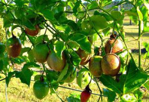 passion fruit uganda 1