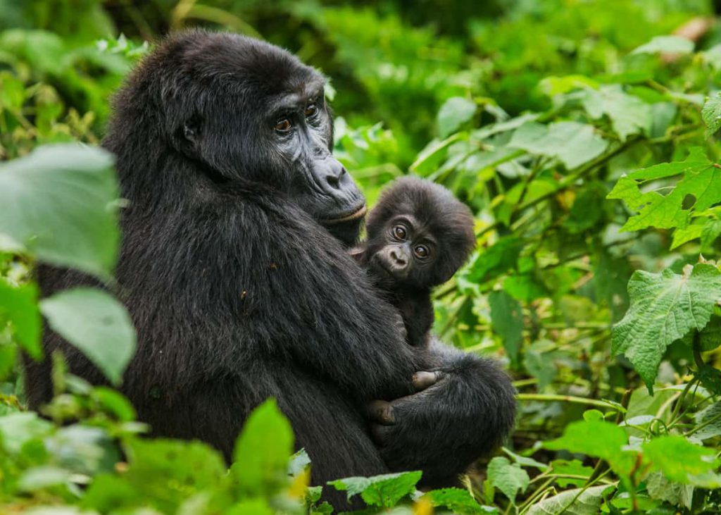Uganda Gorilla Trek adult baby