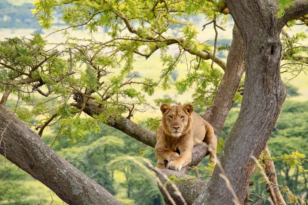 tree climbing lions queen elizabeth national park