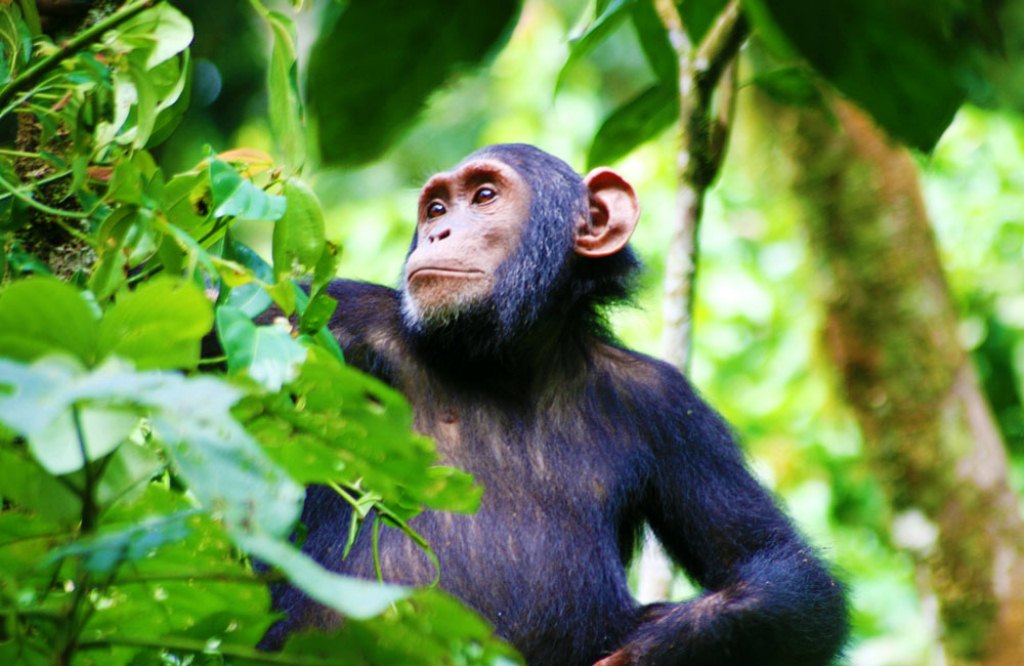 A chimpanze at Kibale Forest National Park