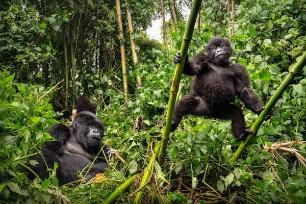 gorilla trekking Mgahina national park