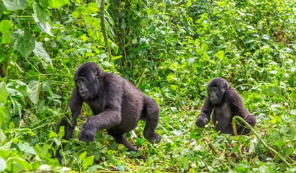 gorilla trekking mgahinga gorilla national park