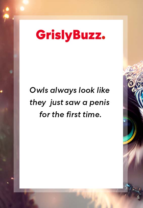 Owls always look like 
they  just saw a penis 
for the first time. -Adult jokes